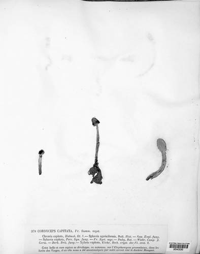Tolypocladium capitatum image